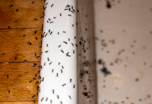 Best Residential Pest Control  in Rosita, TX